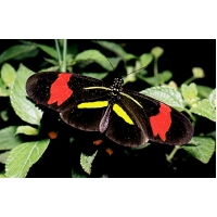 Heliconius melpomone 4 pupae